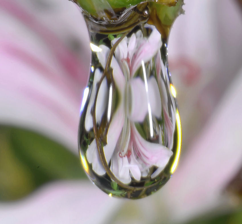 Geranio bianco allo specchio